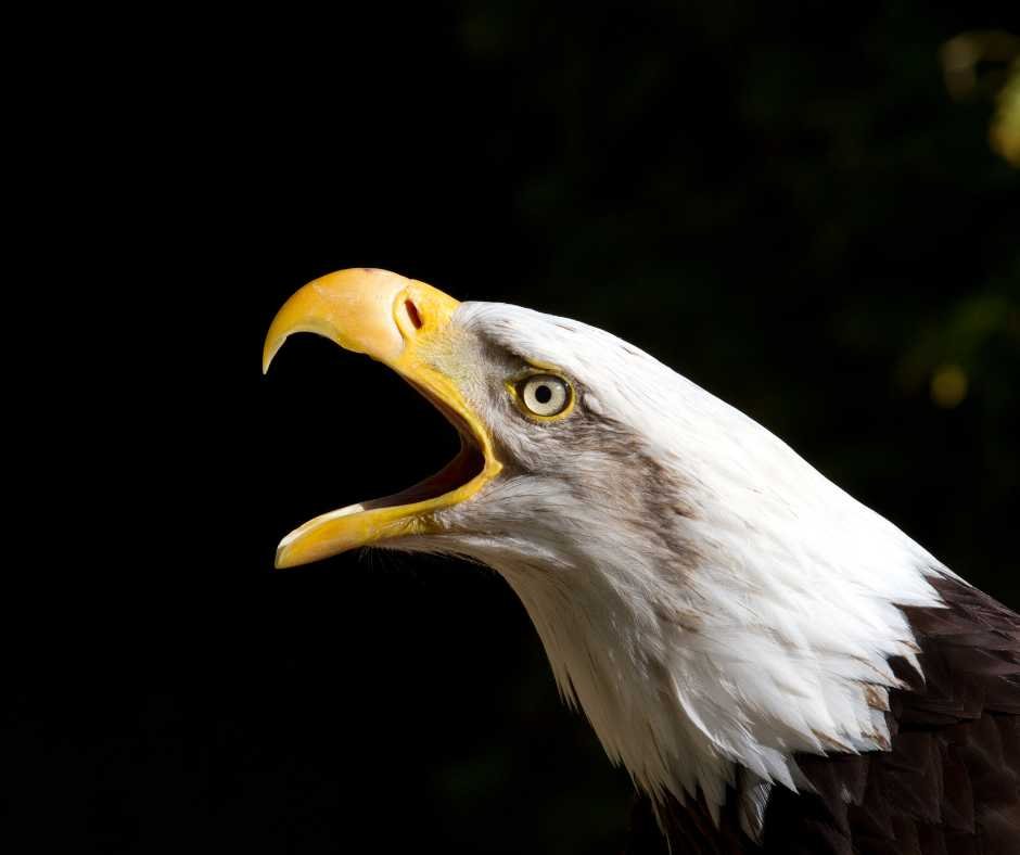 A bald eagle with its beak wide open against a dark background.