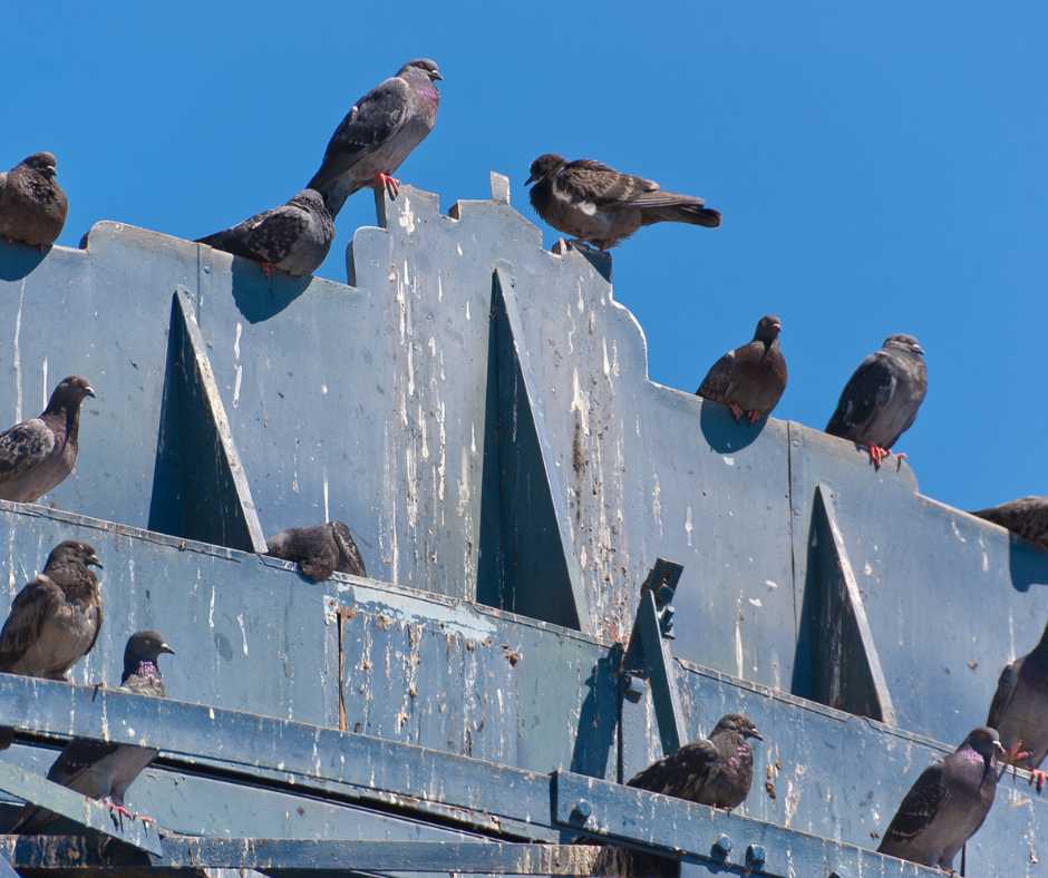 Multiple pigeons perched on a blue, paint-chipped urban ledge, highlighting the common issue of bird droppings in the city.