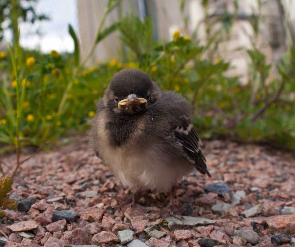 A juvenile bird perched on gravel with a backdrop of greenery, pondering the olfactory abilities of its species.