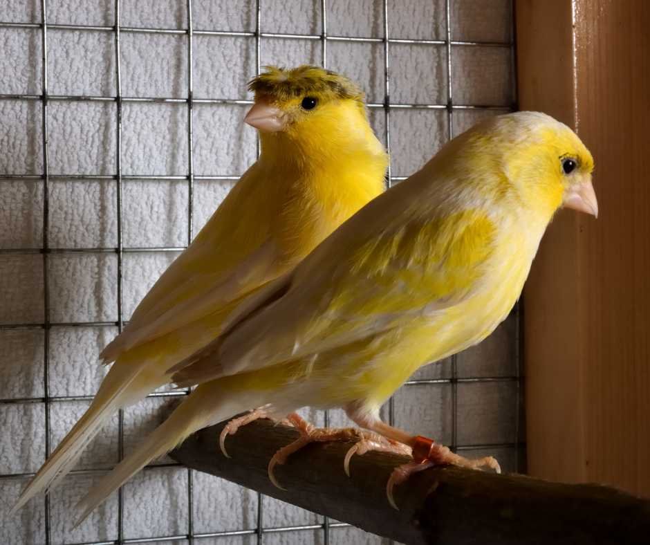 Two yellow canaries perched inside a cage, reflecting the charm of these popular pet birds.