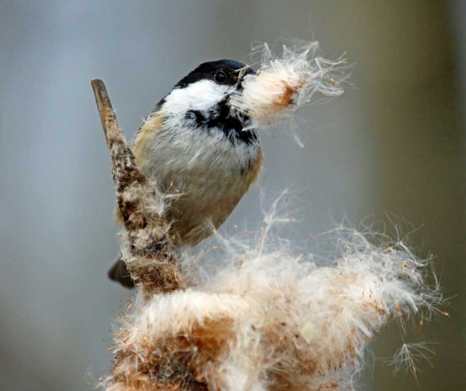 A chickadee clutching fluffy fibers in its beak, illustrating the search for 'Nesting Materials' in its natural habitat.