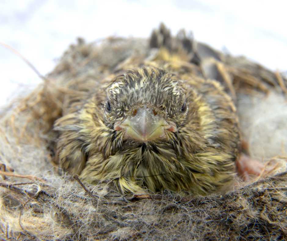 A newly hatched house sparrow brood snuggled within the safety of their cozy nest, exemplifying the delicate stage of avian care.