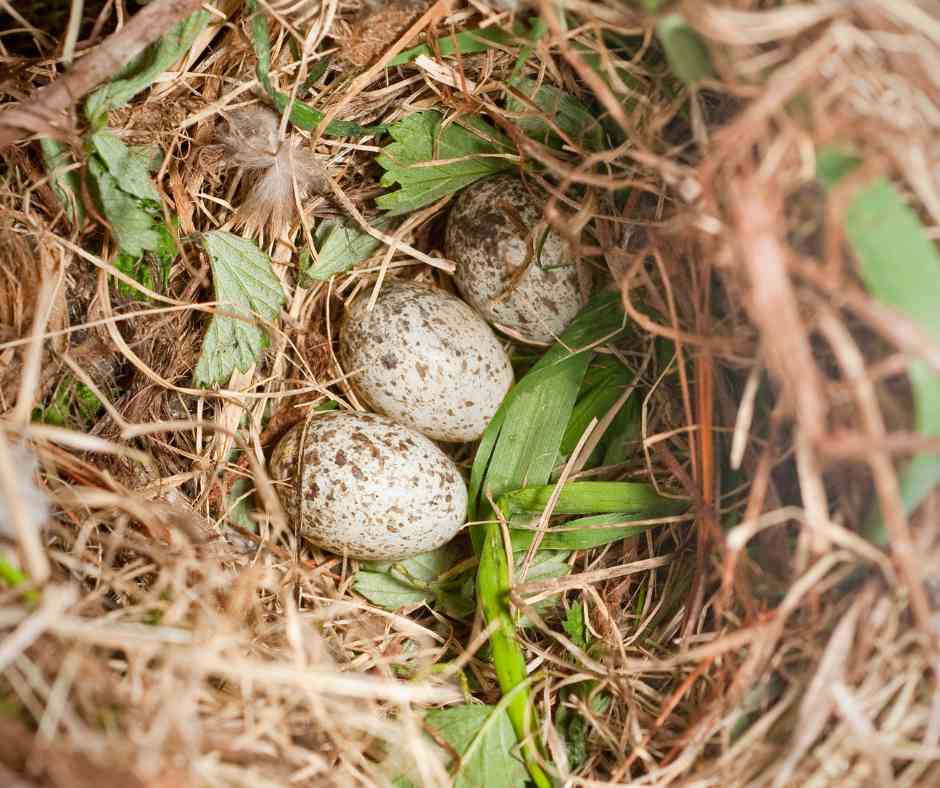 A close-up view of house sparrow eggs laid in a well-constructed nest, hidden among the leaves and twigs.