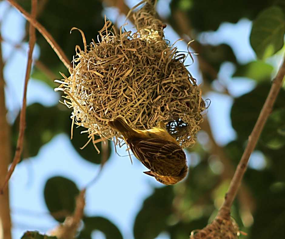 House sparrow at work on its nest, illustrating the intricate nest-building behavior in a serene natural habitat.