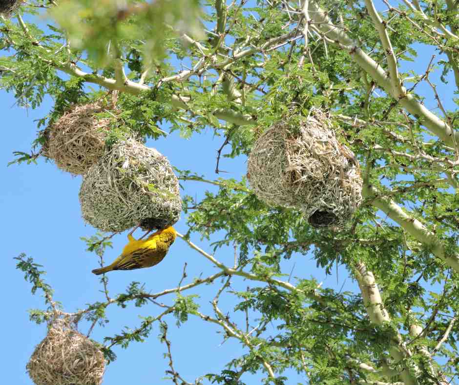 Multiple house sparrow nests suspended from tree branches, displaying the unique characteristics of house sparrow nest architecture.