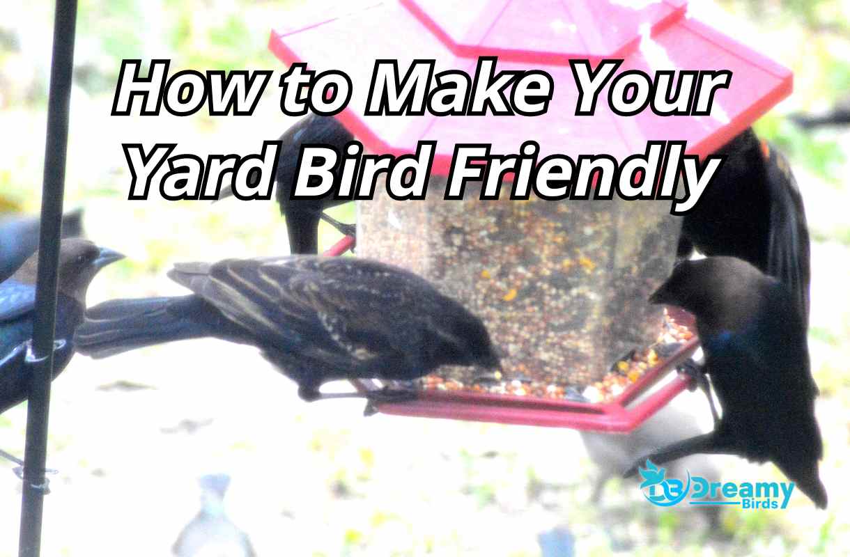 A Beginner's Guide to a Bird Friendly Yard