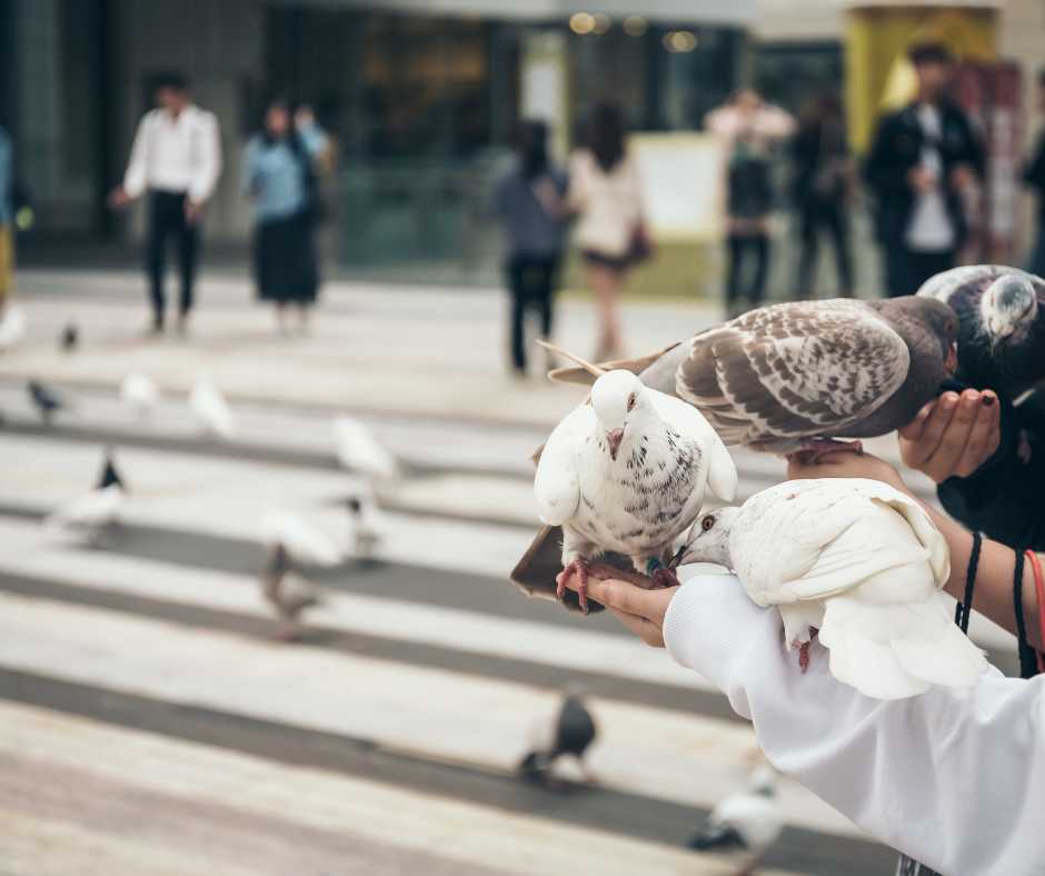 People feeding pigeons in a bustling city square, showcasing a common form of human interaction with birds.