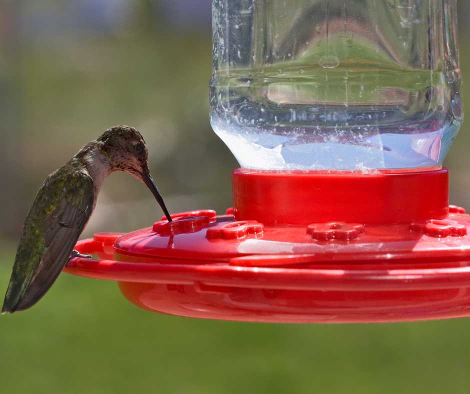 A hummingbird delicately sipping from a red water feeder, showcasing a vital water source for garden wildlife.