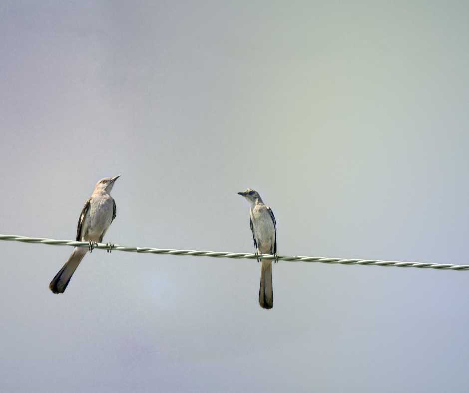 Two Mockingbirds on a wire, showcasing their mating behavior and interaction in their natural habitat.