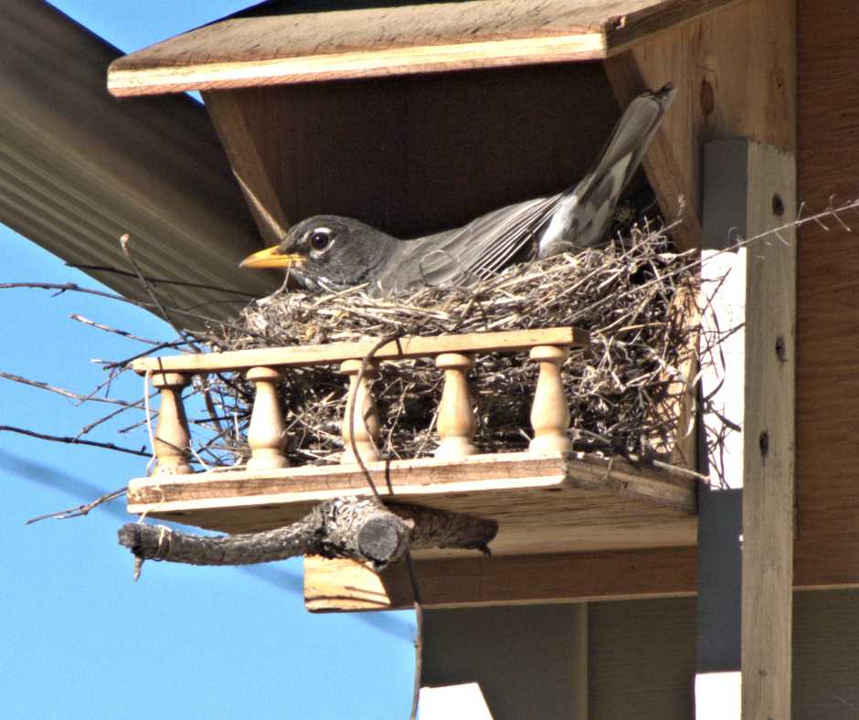 American Robin nesting on a house ledge, exemplifying wildlife adaptation to human-modified landscapes.