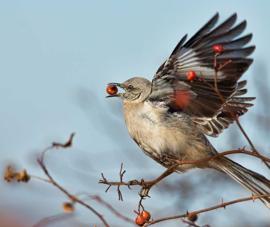 A Northern Mockingbird in flight, eating a berry, illustrating the bird's natural eating habits.