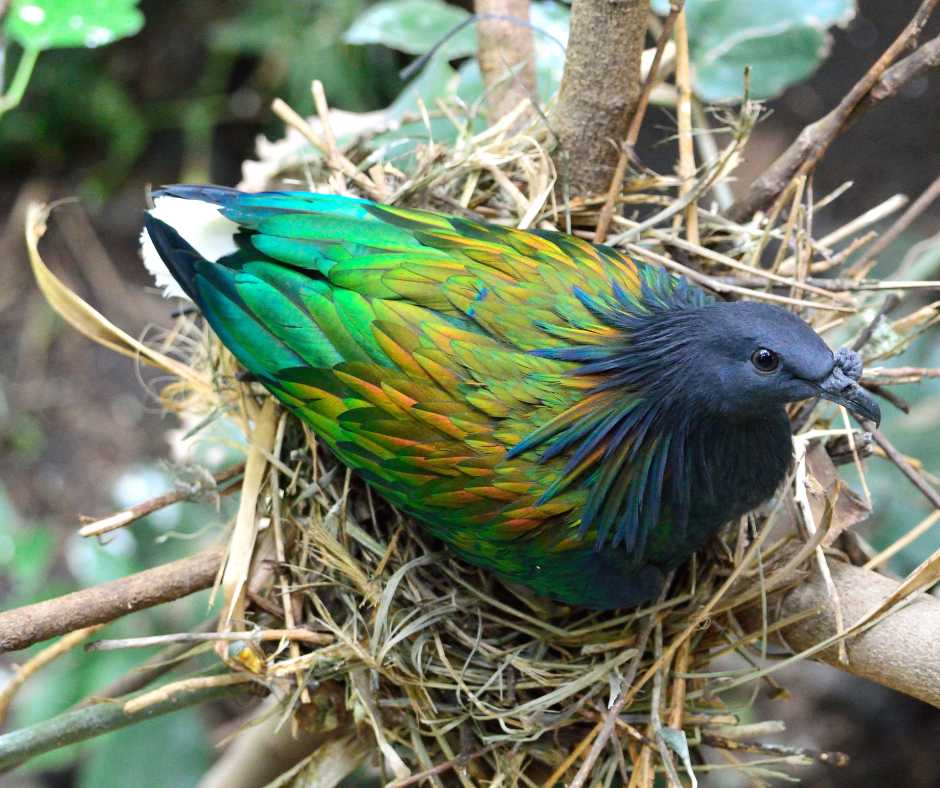 A pigeon demonstrating the complex structure of its nest through intricate nest-building.