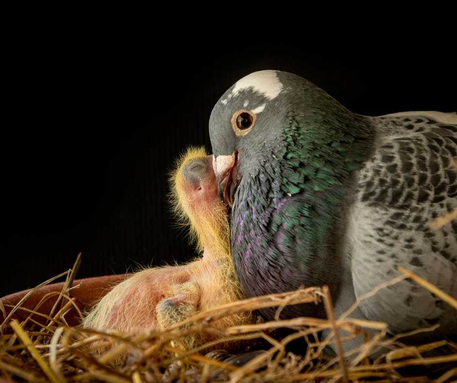 A pigeon gently caring for its chick in a carefully constructed nest