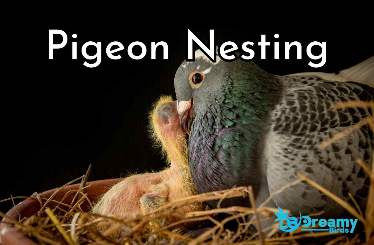 The Essential Guide to Understanding Pigeon Nesting