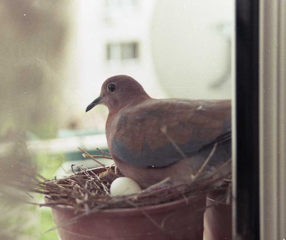 Pigeon nurturing its eggs in a makeshift nest in an urban balcony pot, illustrating urban wildlife adaptation.