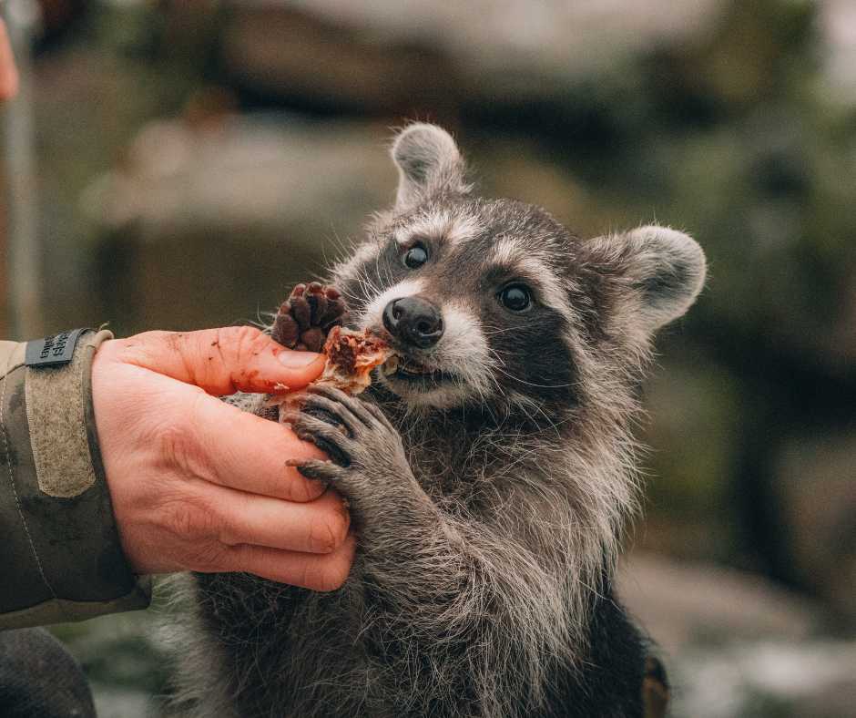 A raccoon being hand-fed, highlighting the importance of understanding appropriate feed for raccoons.
