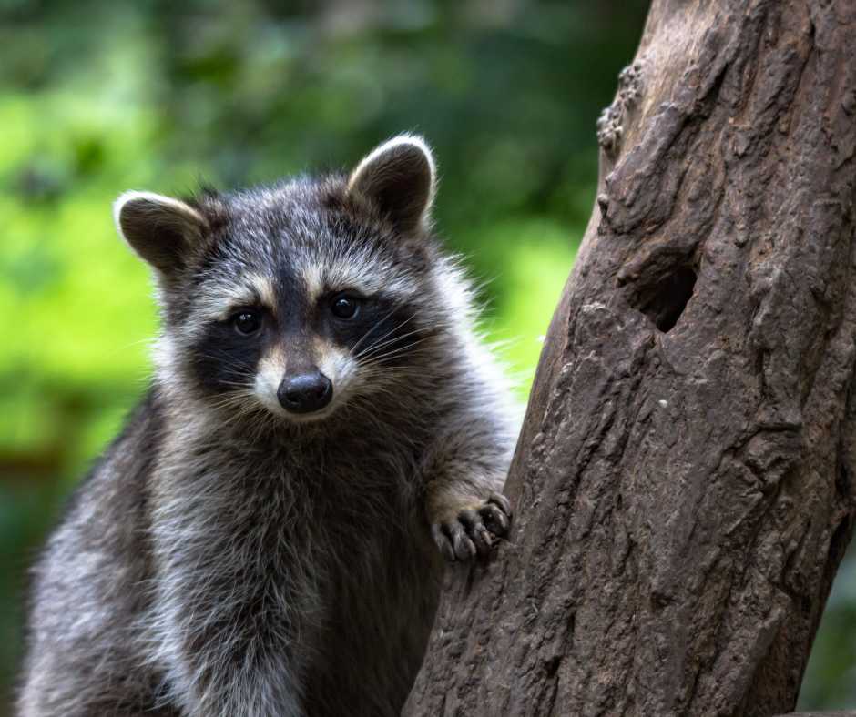 A curious raccoon peering from behind a tree in a lush forest.