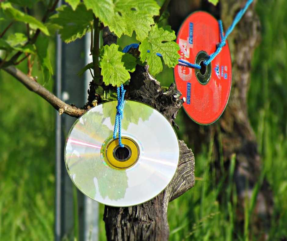 Reflective CDs as Bird Deterrents in Garden