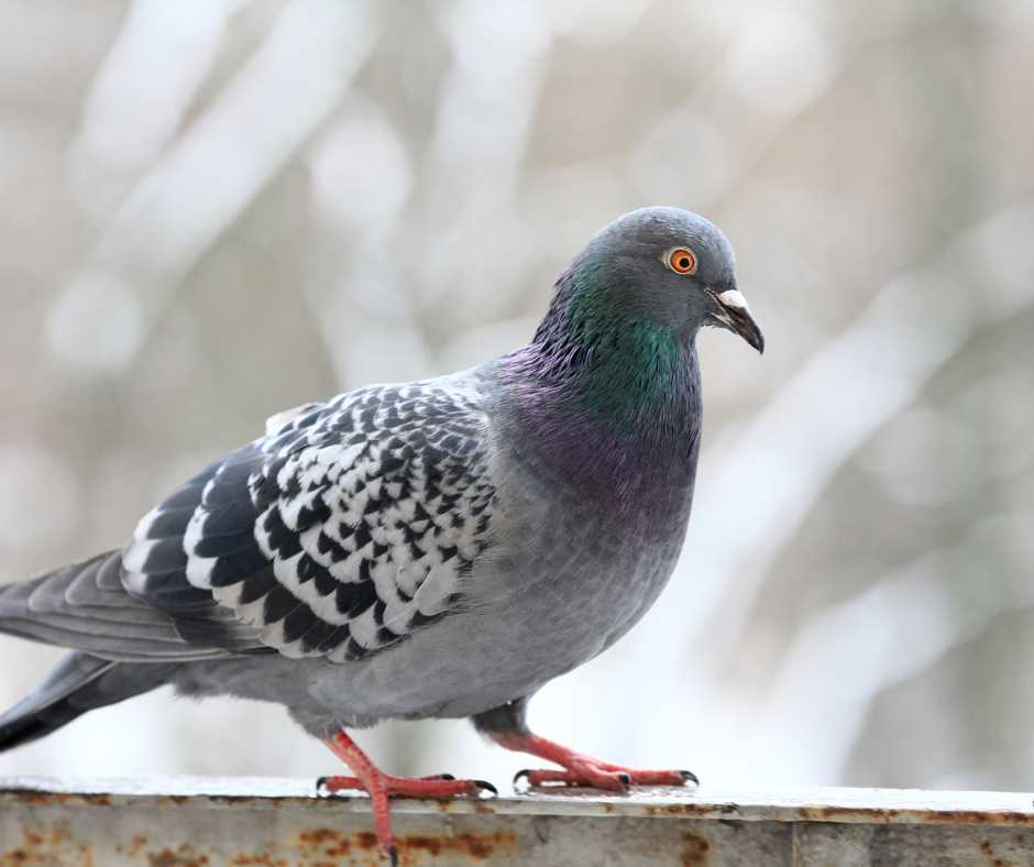 A rock pigeon perched elegantly, showcasing its distinctive grey, blue, and green plumage.