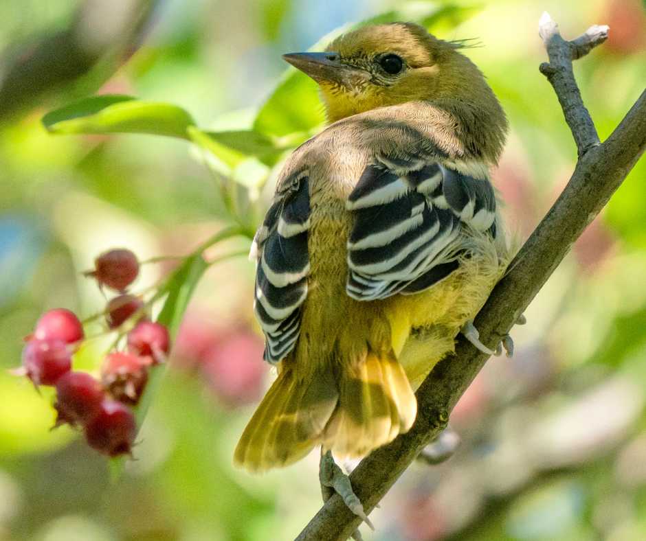 A young bird perched on a branch with serviceberries, illustrating the appeal of 'Serviceberries for garden birds