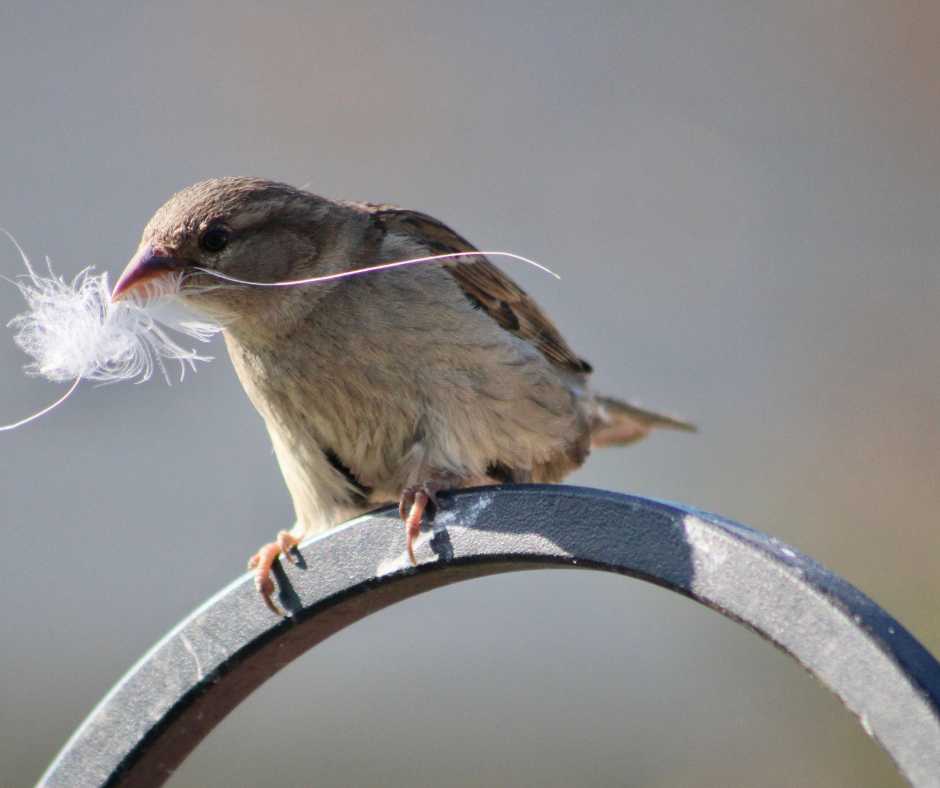 A house sparrow gripping a feather while perched, gathering materials for building a nest.