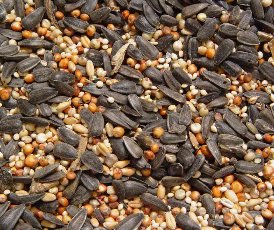 A close-up of a mix of bird seeds, potentially infused with spicy flavors to deter raccoons.