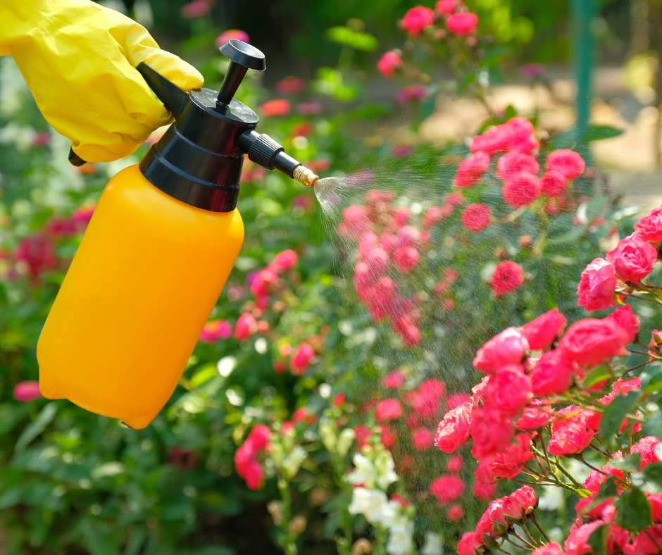A gardener's hand spraying liquid from a yellow spray bottle onto a vibrant rose bush, demonstrating a spray on garden technique for plant health.