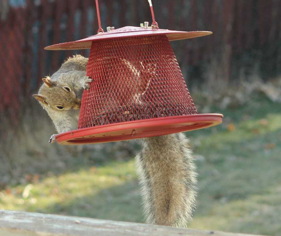 squirrel antics