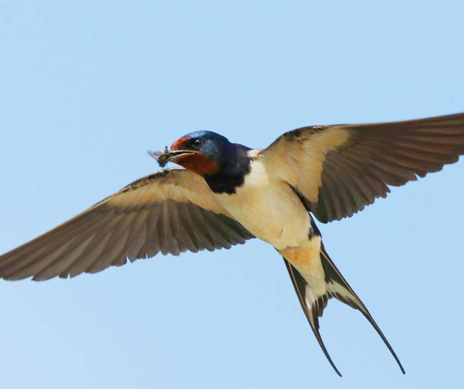 A swallow in flight with a wasp in its beak, illustrating the predator-prey interaction.