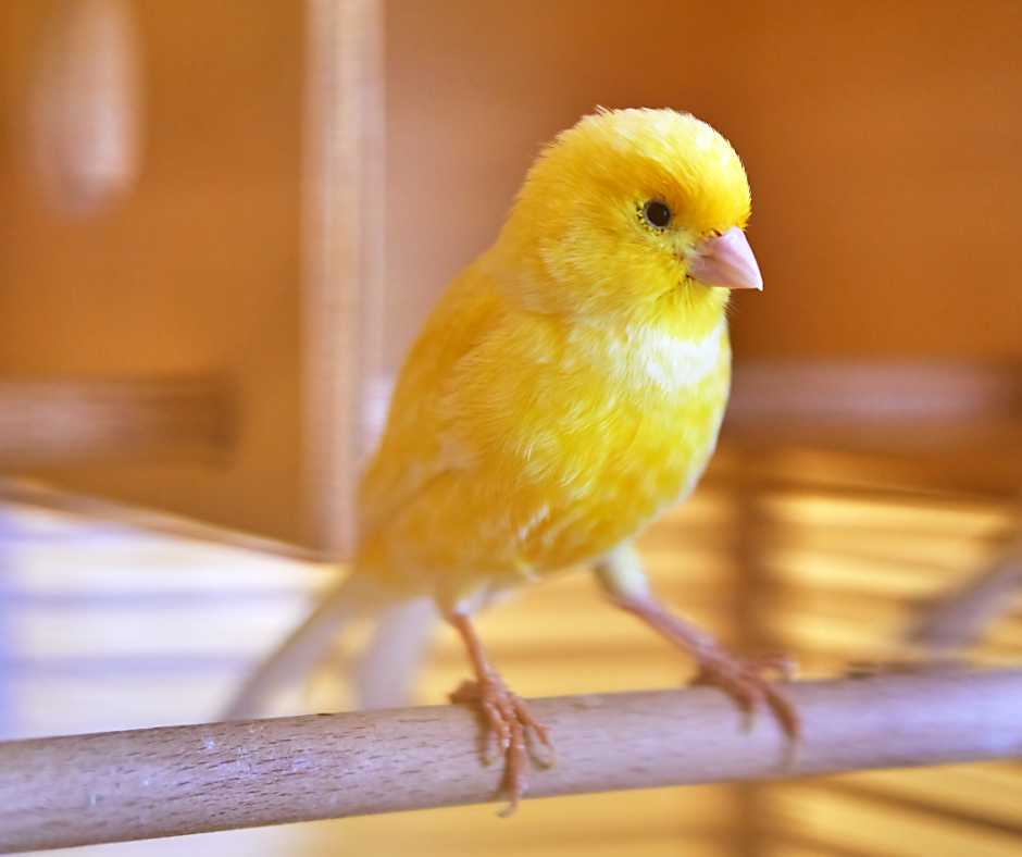 A bright yellow canary poised attentively on a perch, ready for training.