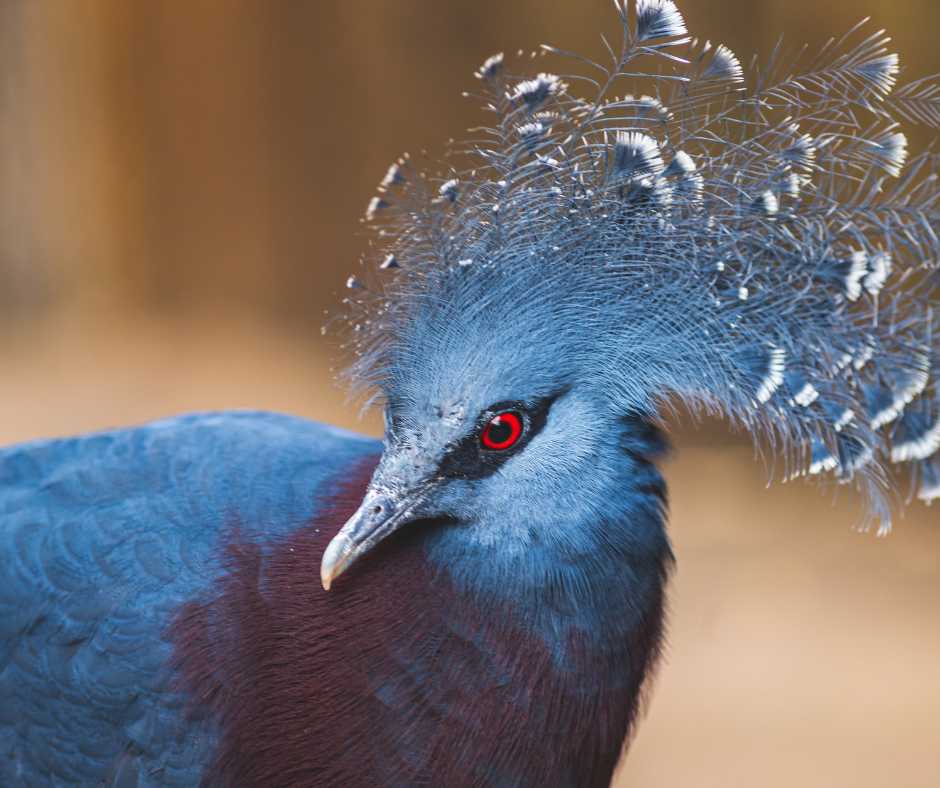 A Victoria Crowned Pigeon with its signature blue plumage and striking crest.