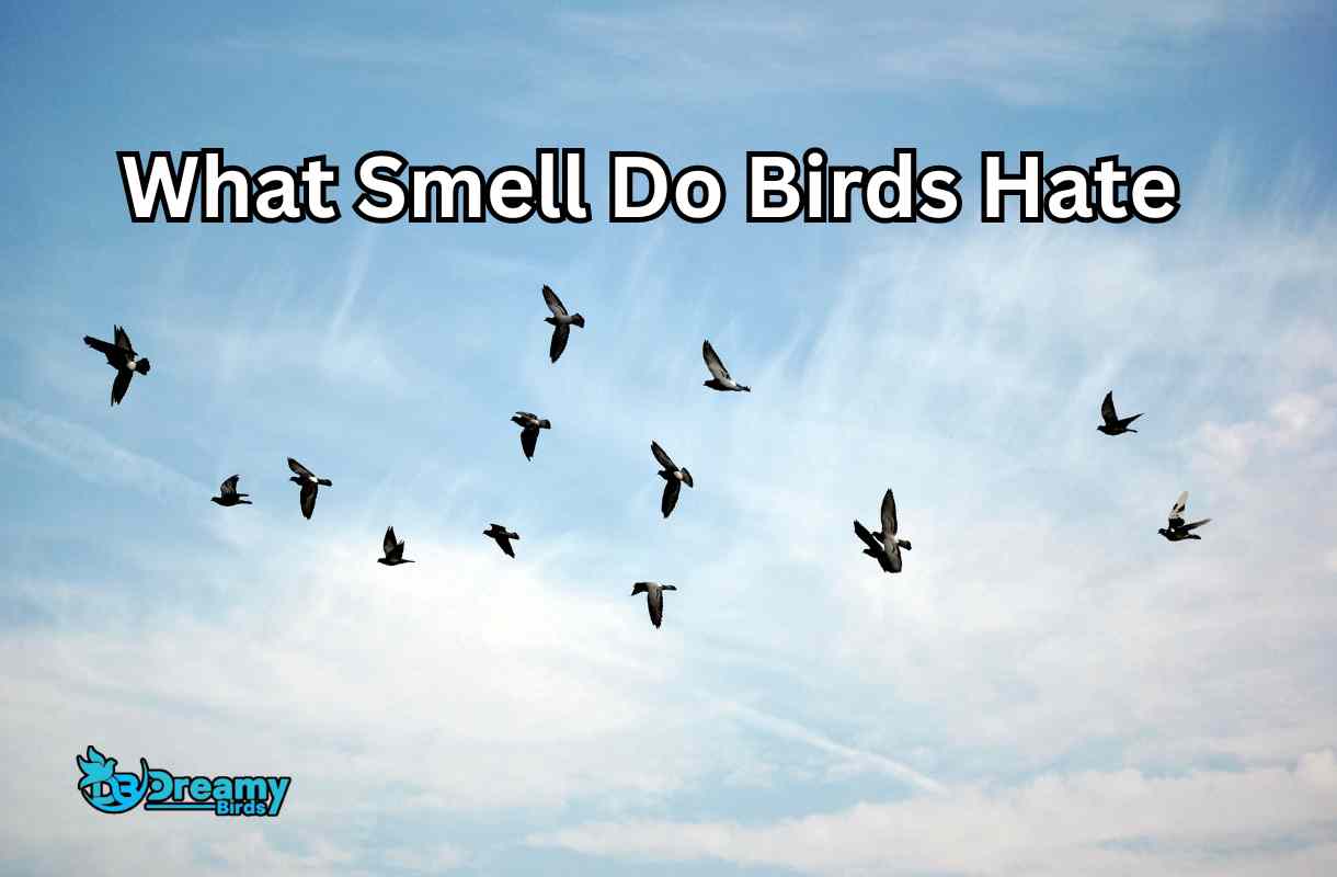 What Smell Do Birds Hate With Effective Homemade Solutions