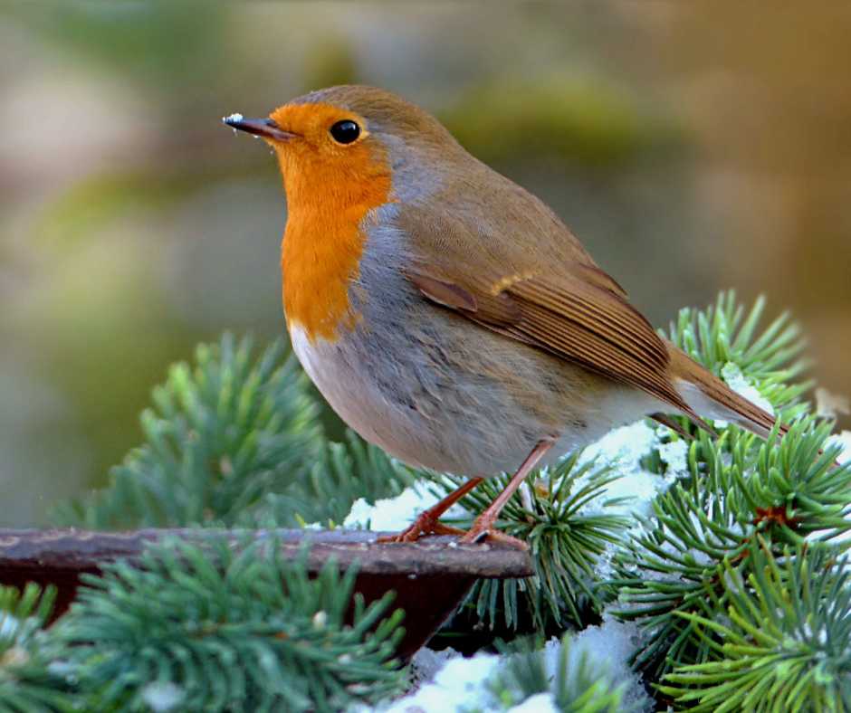 A vibrant robin perched on a snowy fir branch, exemplifying the natural allure of a property to birds.