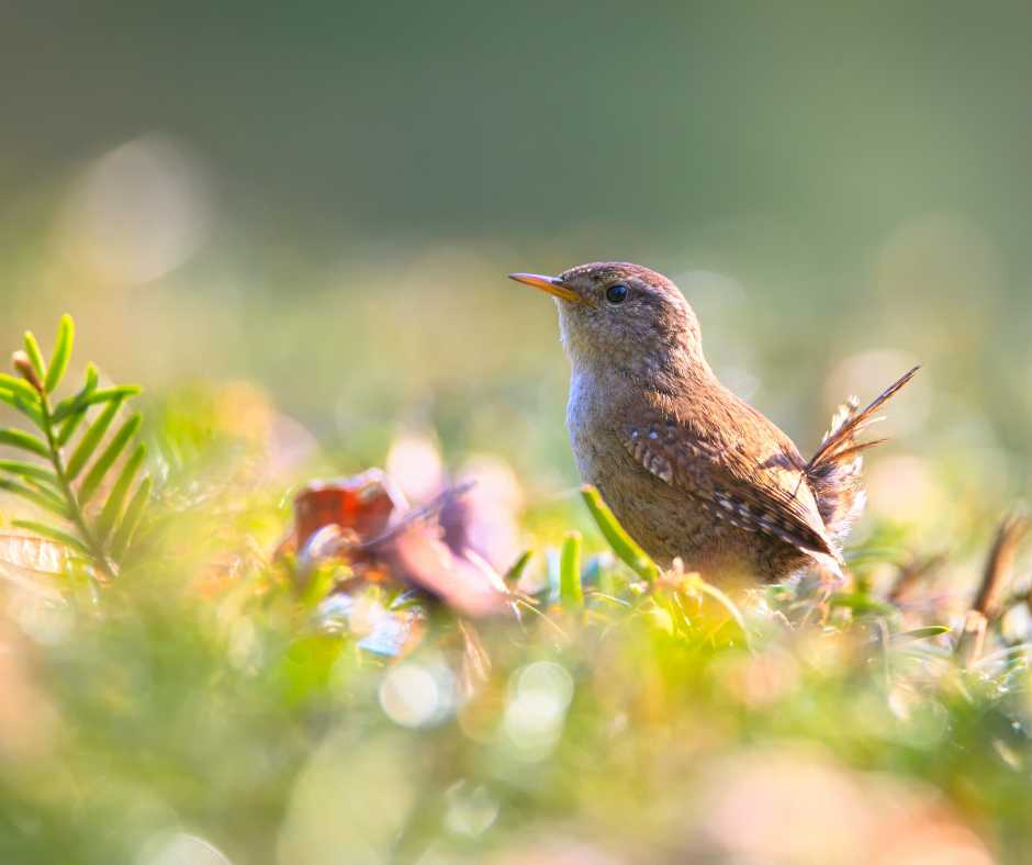 A vibrant robin perched on a snowy fir branch, exemplifying the natural allure of a property to birds.