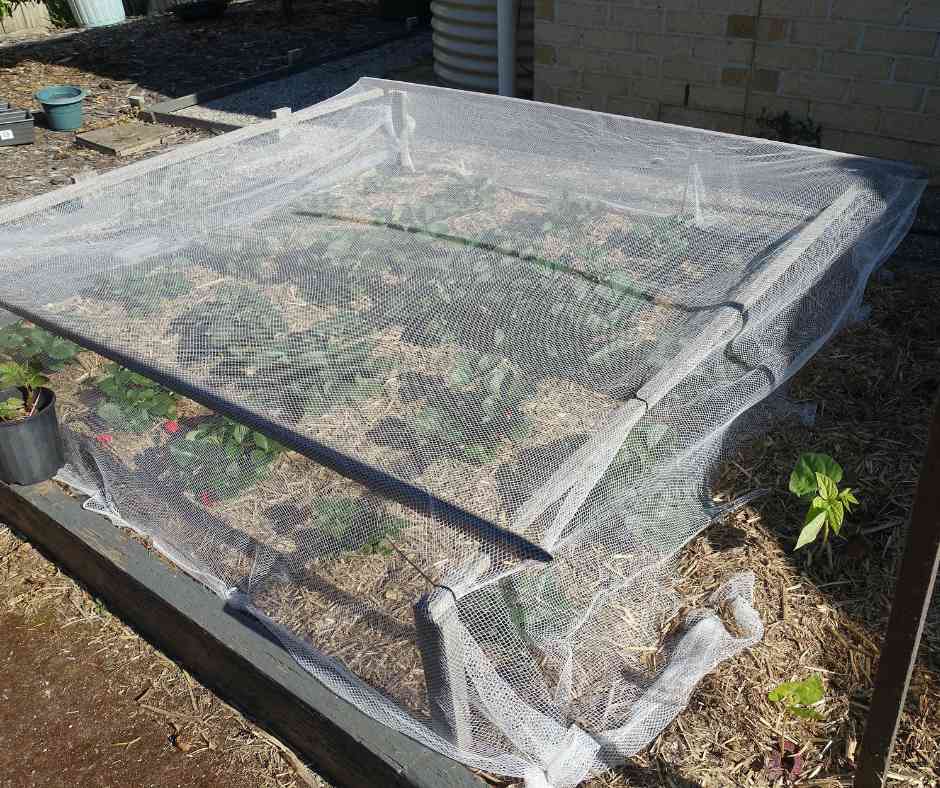 Netting on plant to prevent robins
