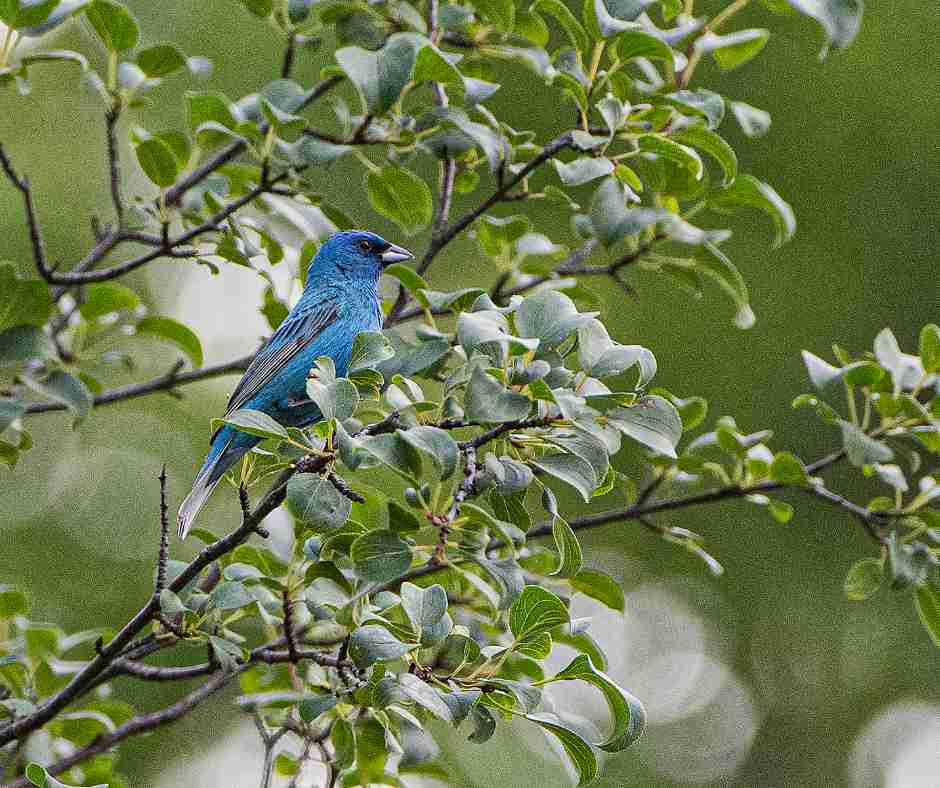 Birds on tree