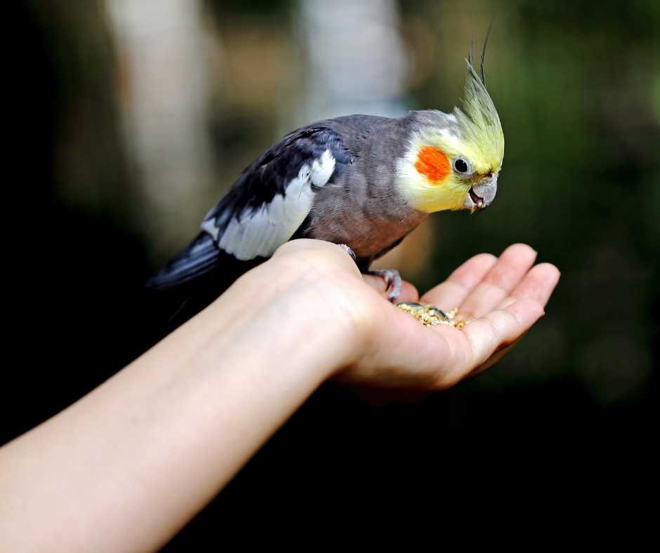 Cockatiel feeding from a person's hand using advanced bird hand feeding techniques