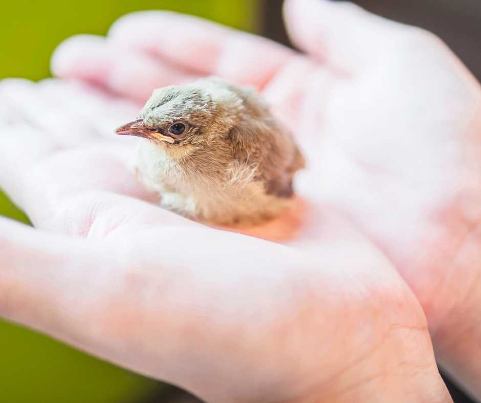 A young fledgling cradled gently in human hands, highlighting the importance of careful handling for baby birds.