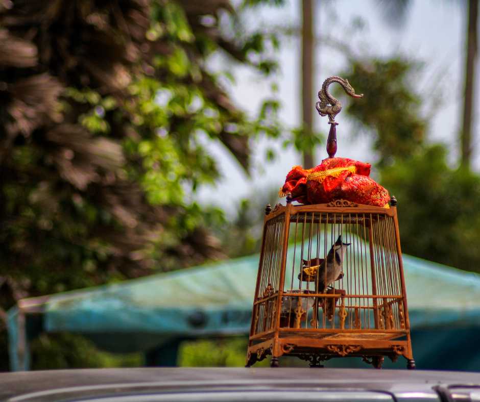 A small bird in an ornate cage covered with a red cloth, basking in the natural sunlight.