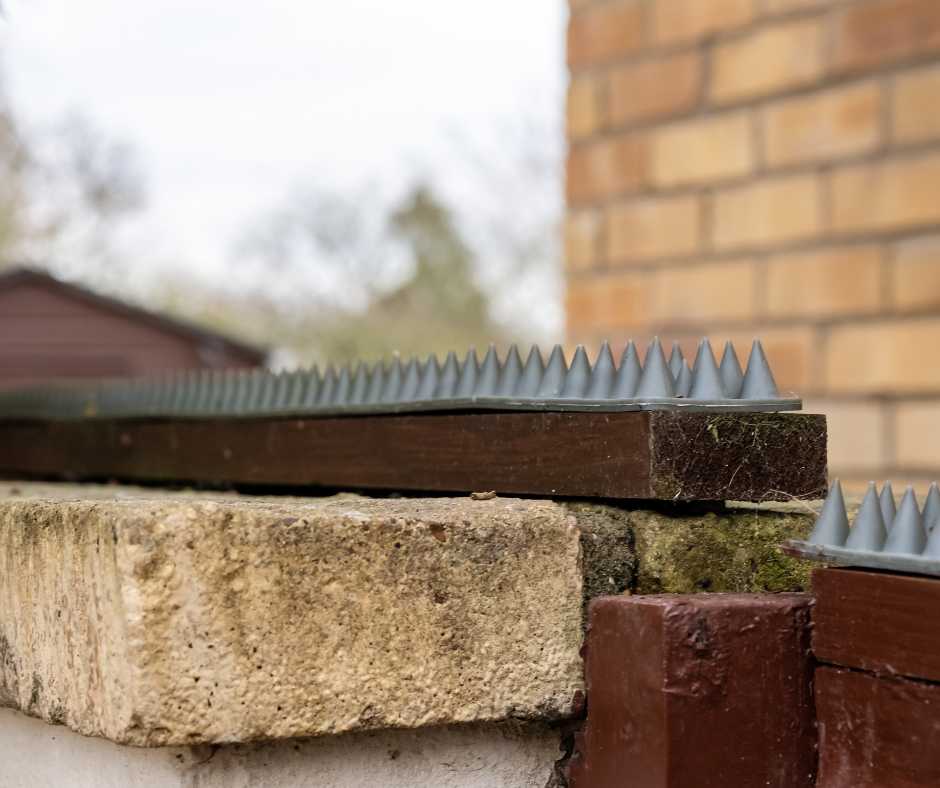 Bird deterrent spikes installed on a wall to prevent birds from perching and nesting.