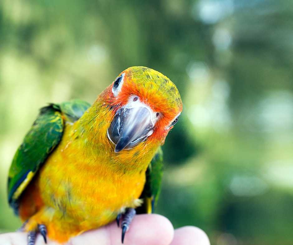 A vividly colored parrot being trained as an example of bird discipline methods.