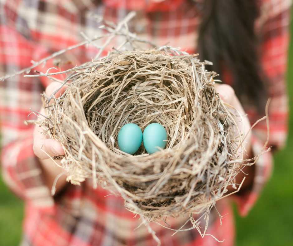 Human hands gently holding a nest with two robin's eggs, symbolizing careful bird egg care.