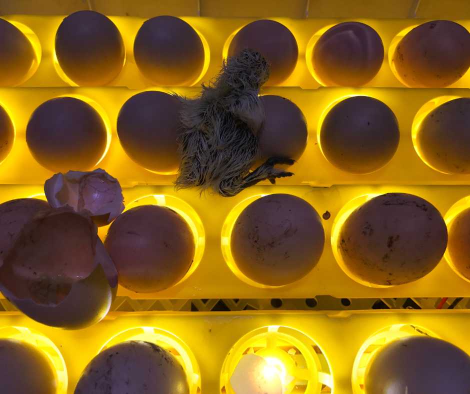Newly hatched bird in an incubator with several unhatched eggs, illustrating the process of bird egg hatching.