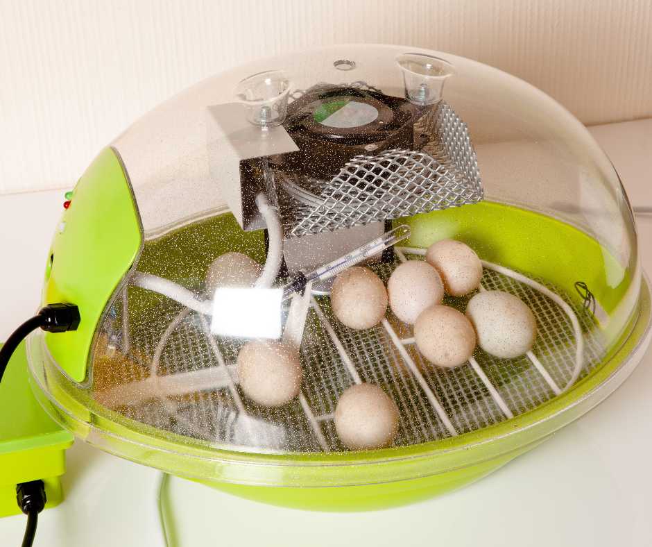 An array of bird eggs inside a transparent electric incubator, showcasing the bird egg incubation process.
