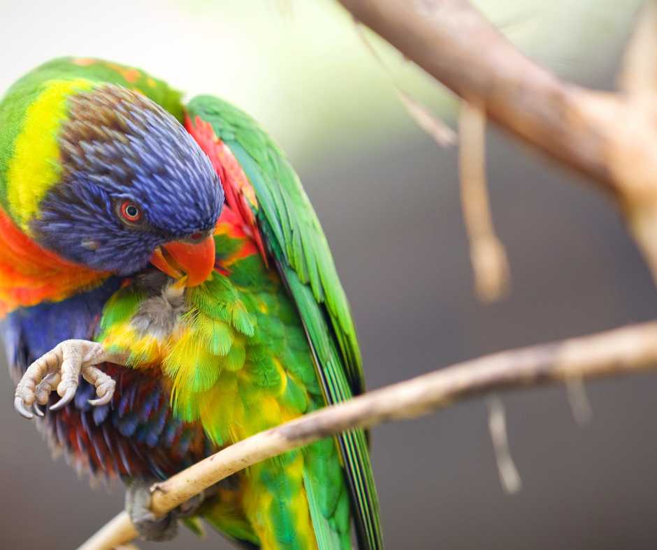 A vividly colored bird preening, possibly demonstrating feather plucking behavior.