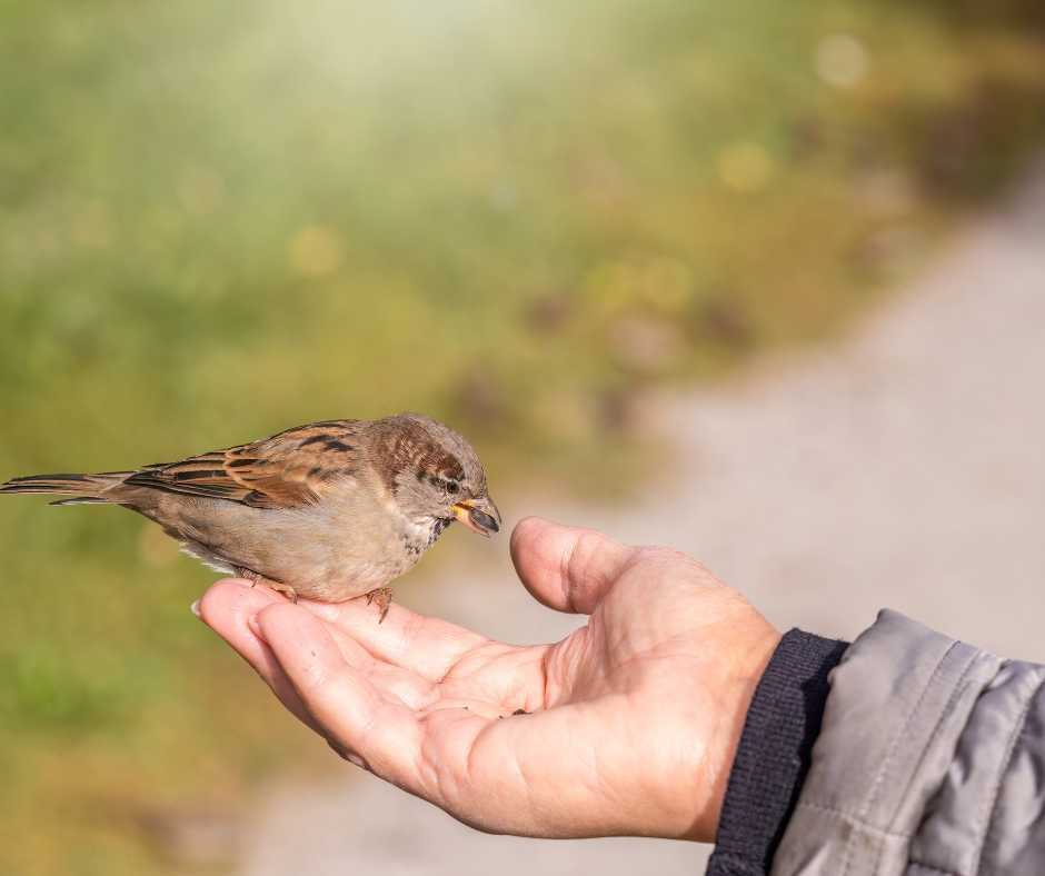 A house sparrow feeding from a person's hand, showcasing the gentle bond between humans and birds.