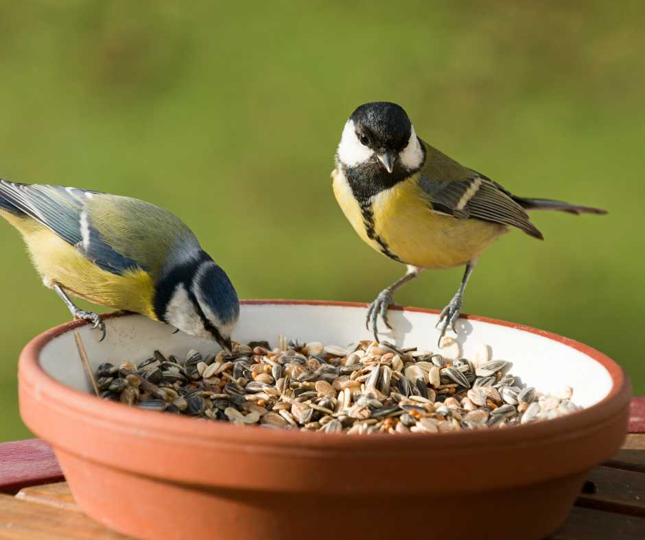 Two titmice birds feeding on a mix of seeds in a terracotta bowl.
