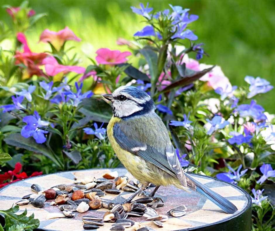 bird-friendly garden