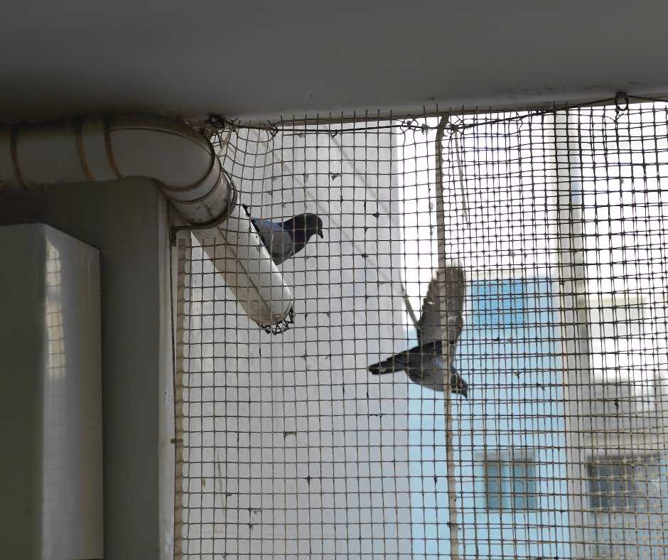 Two pigeons attempting to land on a ledge protected by bird netting with sensory deterrents visible