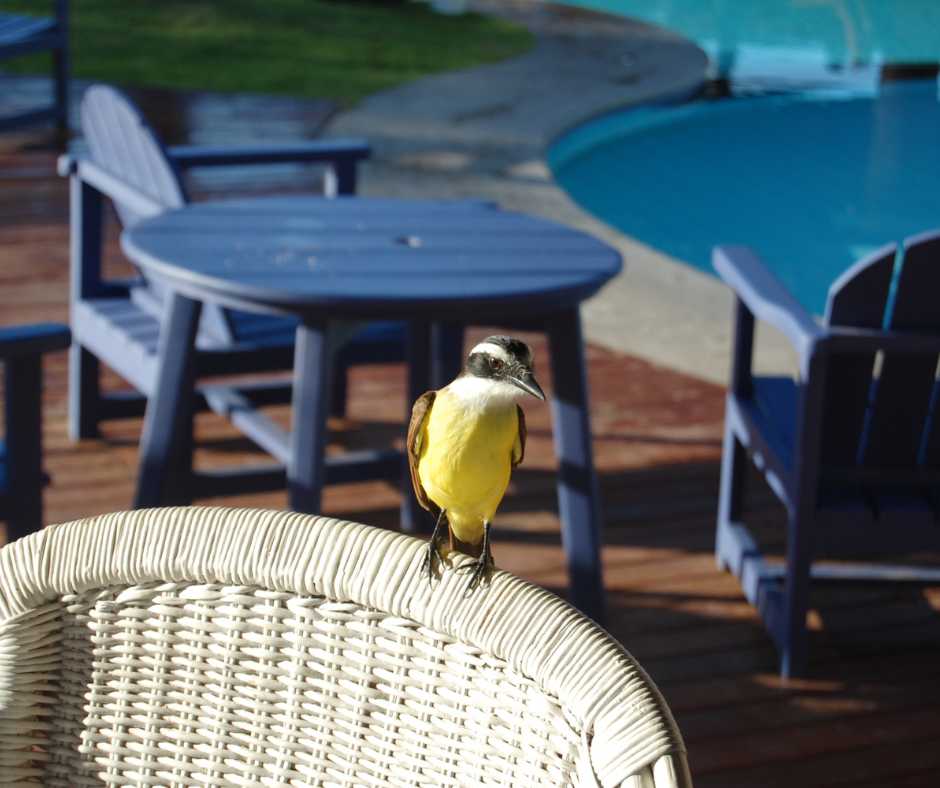 Yellow bird perched on a wicker chair on a patio with pool and blue furniture in the background
